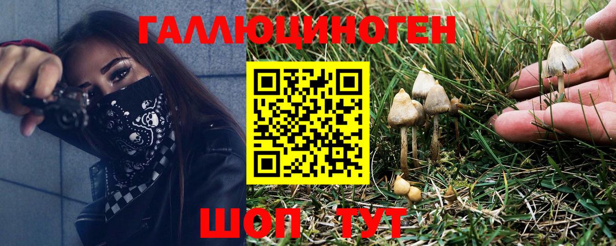 Галлюциногенные грибы GOLDEN TEACHER  Галлюциногенные грибы GOLDEN TEACHER  купить закладку  Новосибирск  Вход с VPN 